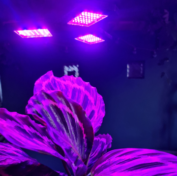 LED kweeklamp - 108 LED - Rood/blauw - Verstelbaar